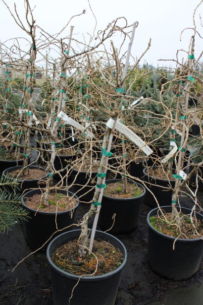 Саджанці модрини Хорстманн Рекурвед в контейнері восени